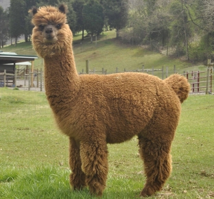 Check back for Alpacas! | 7 Springs Alpaca Farm